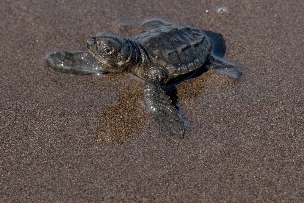 Le festival de la tortue de mer à Tulum