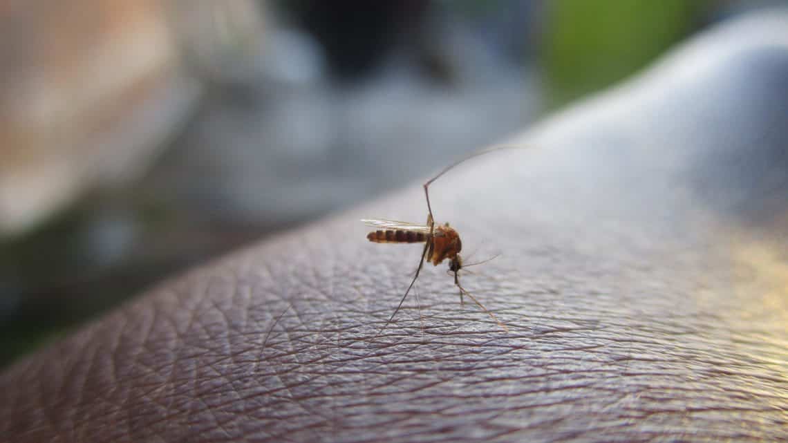 Les moustiques au Mexique : réel danger ?