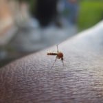 Danger Maladie Moustique Piqure Mexique