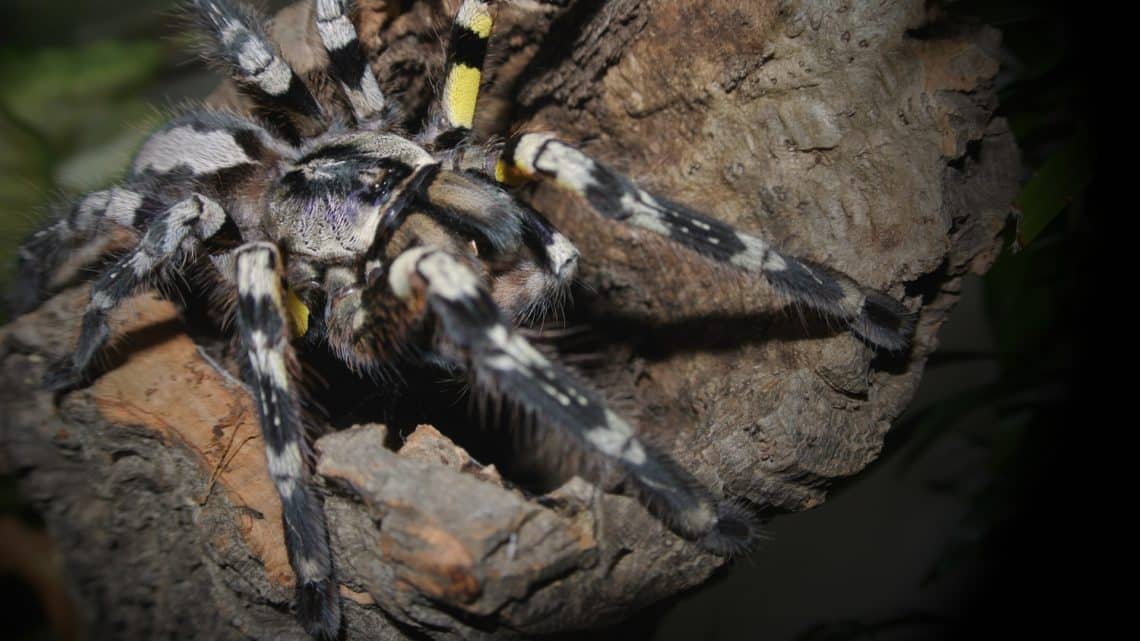 Les araignées, mygales et tarentules du Mexique