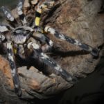 Mygales, tarentules et araignées du Mexique, venin dangereux mortel