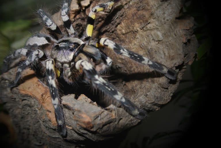 Mygales, tarentules et araignées du Mexique, venin dangereux mortel