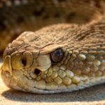 Serpents crotales Mexique venin dangereux mortel