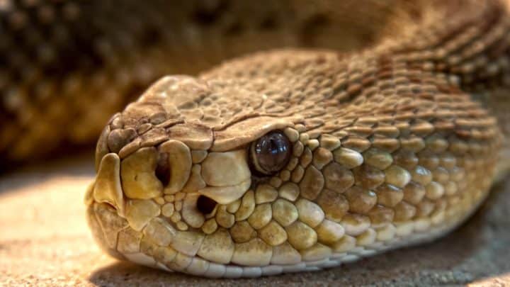Les serpents au Mexique : réel danger ?
