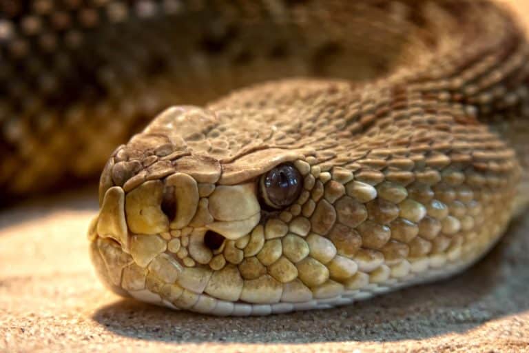 Serpents crotales Mexique venin dangereux mortel