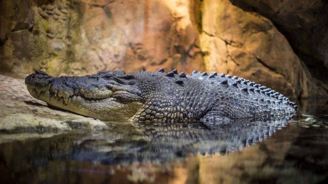 Les crocodiles au Mexique : danger et tourisme