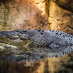 Crocodiles et alligators du Mexique, danger et risque
