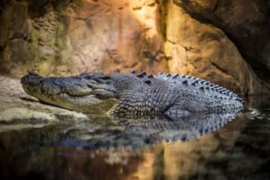 Crocodiles et alligators du Mexique, danger et risque