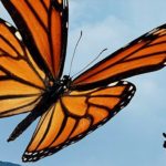 papillon monarque