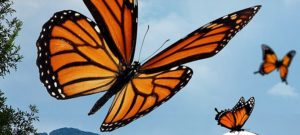 papillon monarque