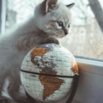 Comment voyager au Mexique avec son chat