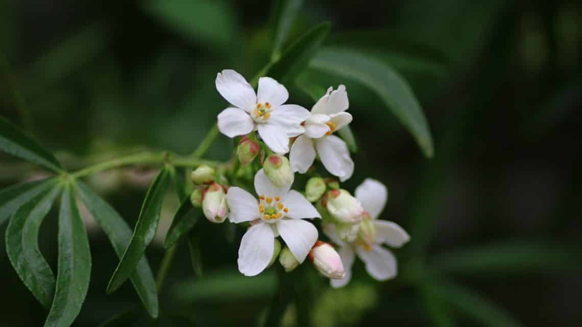 oranger du mexique comment planter entretenir