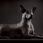 Xoloitzcuintle