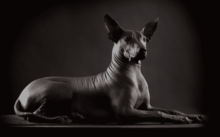 Xoloitzcuintle