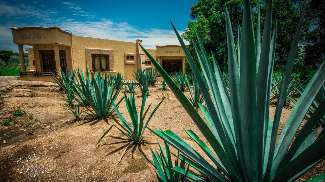 L’agave du Mexique : comment planter et cultiver