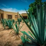 L’agave du Mexique : comment planter et cultiver