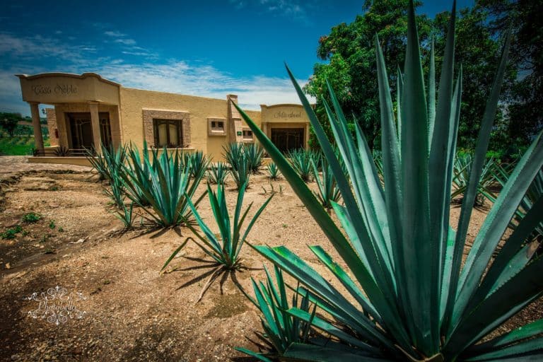 L’agave du Mexique : comment planter et cultiver