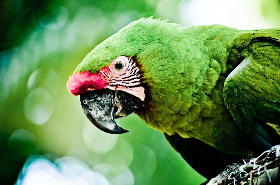 oiseau amazone yucatan perroquet