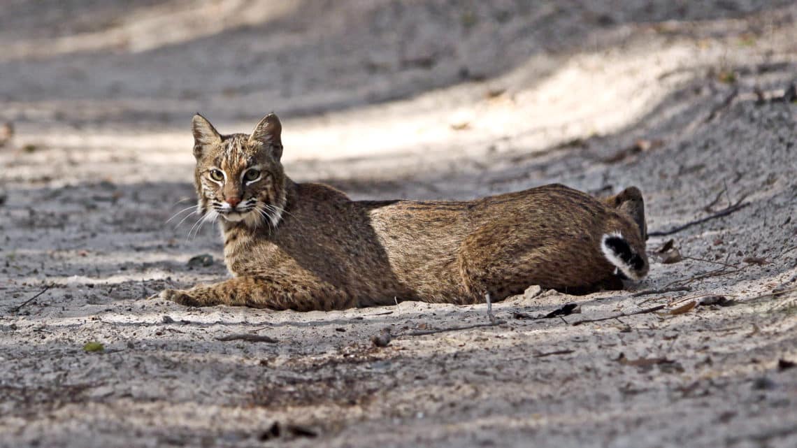 Les animaux du Mexique Les animaux du Mexique