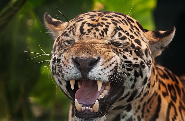 Jaguar Panthera Onca du Chiapas