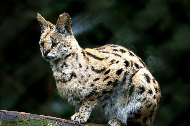 Ocelot Mexique