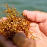 Sargassum - Algue des plages mexicaines