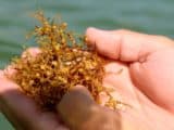 Sargassum - Algue des plages mexicaines