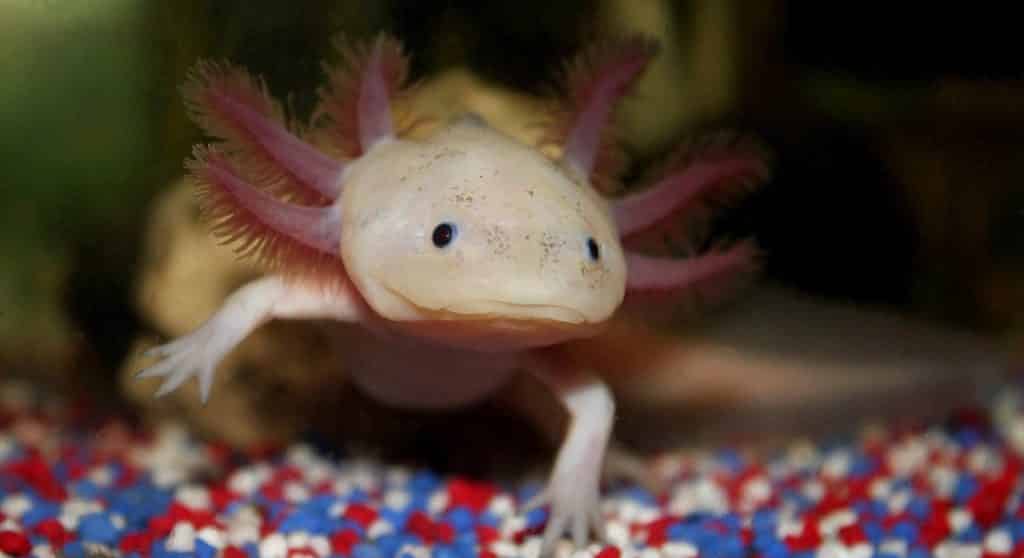 Axolotl du mexique