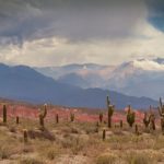 Cactus désert Mexique