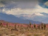 Cactus désert Mexique
