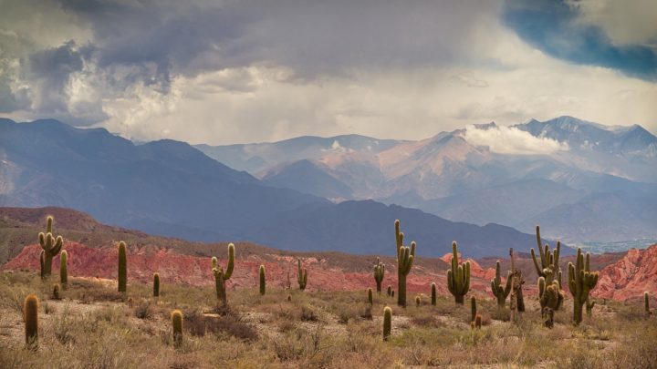9 choses à savoir sur les Cactus du Mexique