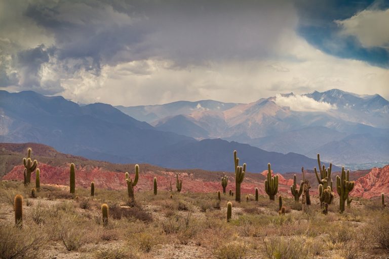 Cactus désert Mexique