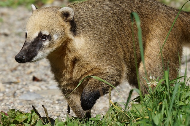 coati, embleme des enfants mexicains