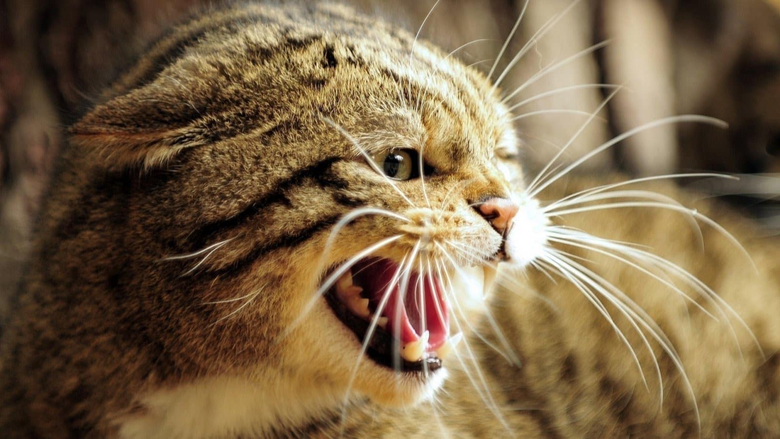 Les animaux du Mexique