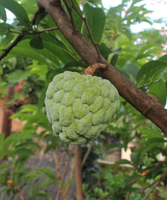 Cherimoya du Mexique