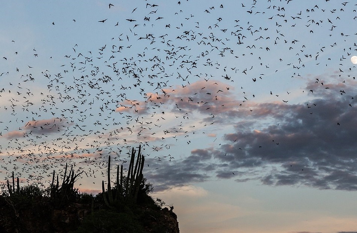 La grotte des chauves-souris