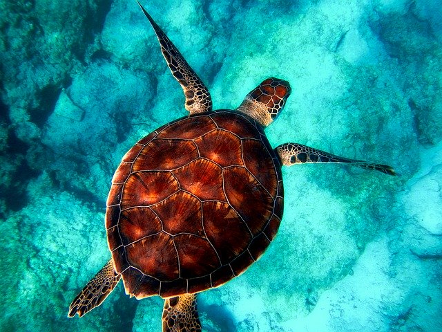 Tortues Akumal Mexique