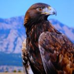 Aigle royal du Mexique