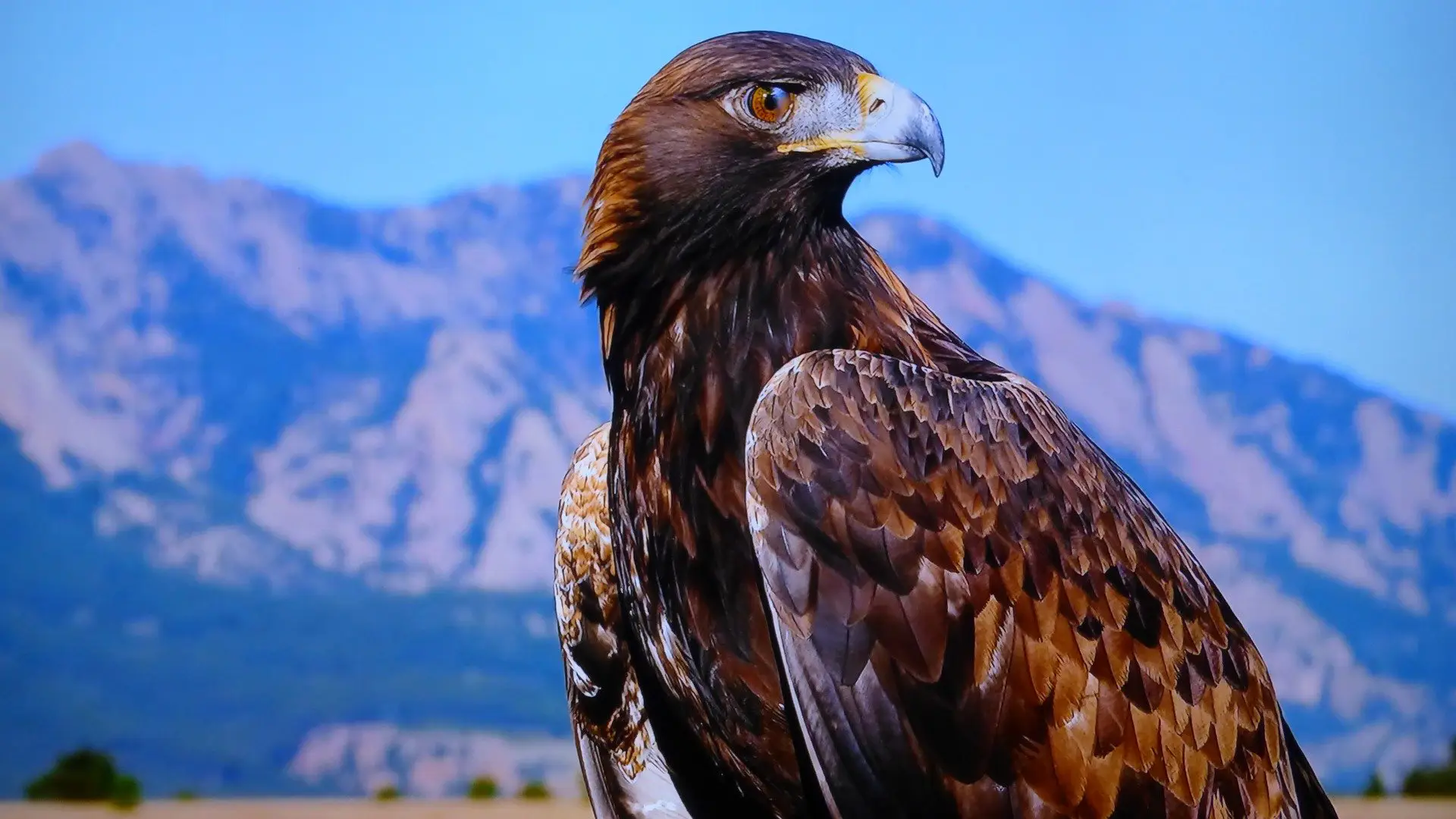 L Aigle Royal Du Mexique Espece En Voie D Extinction