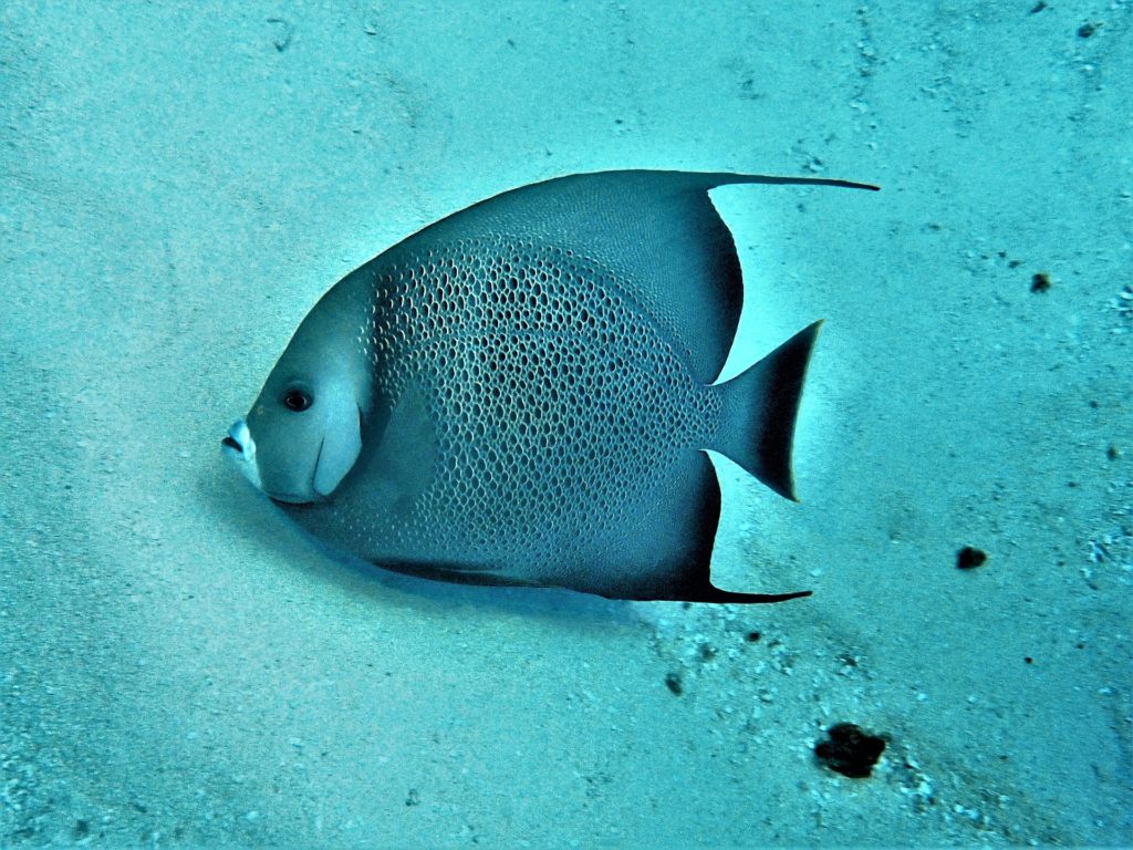 plongeur : Récif de corail / Cozumel