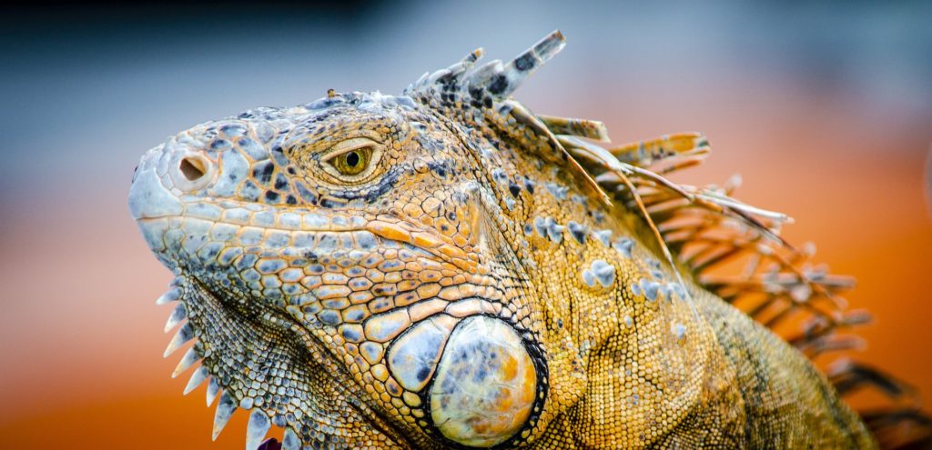 Iguane île de Cozumel