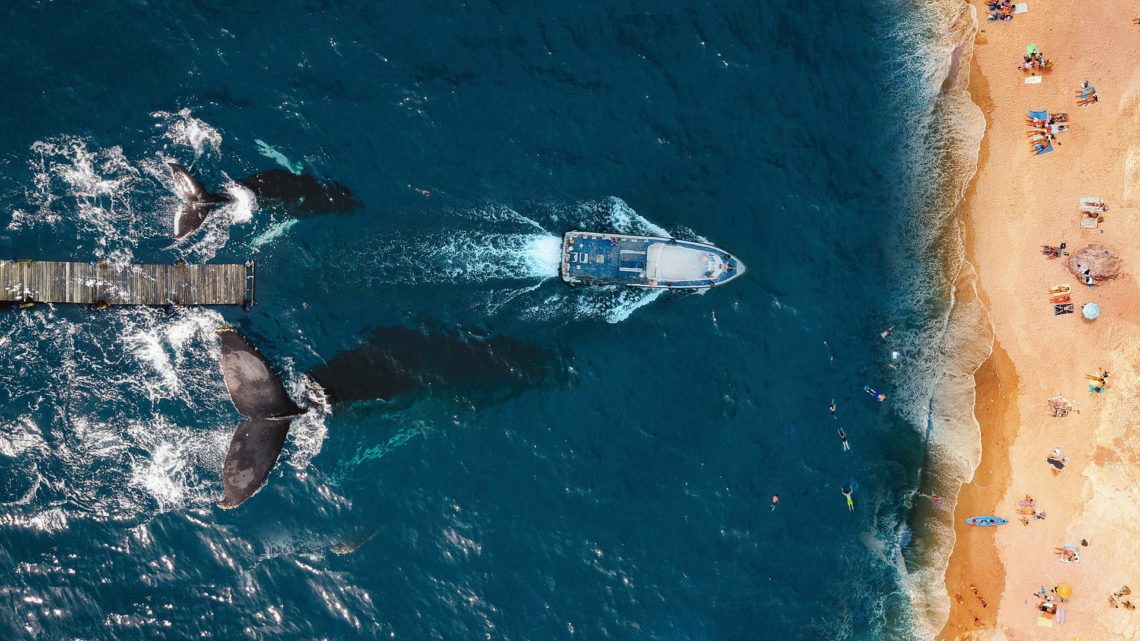 Observation des baleines à Puerto Vallarta