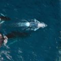 Les baleines au Mexique : où et quand les observer ?