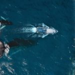 Les baleines au Mexique : où et quand les observer ?
