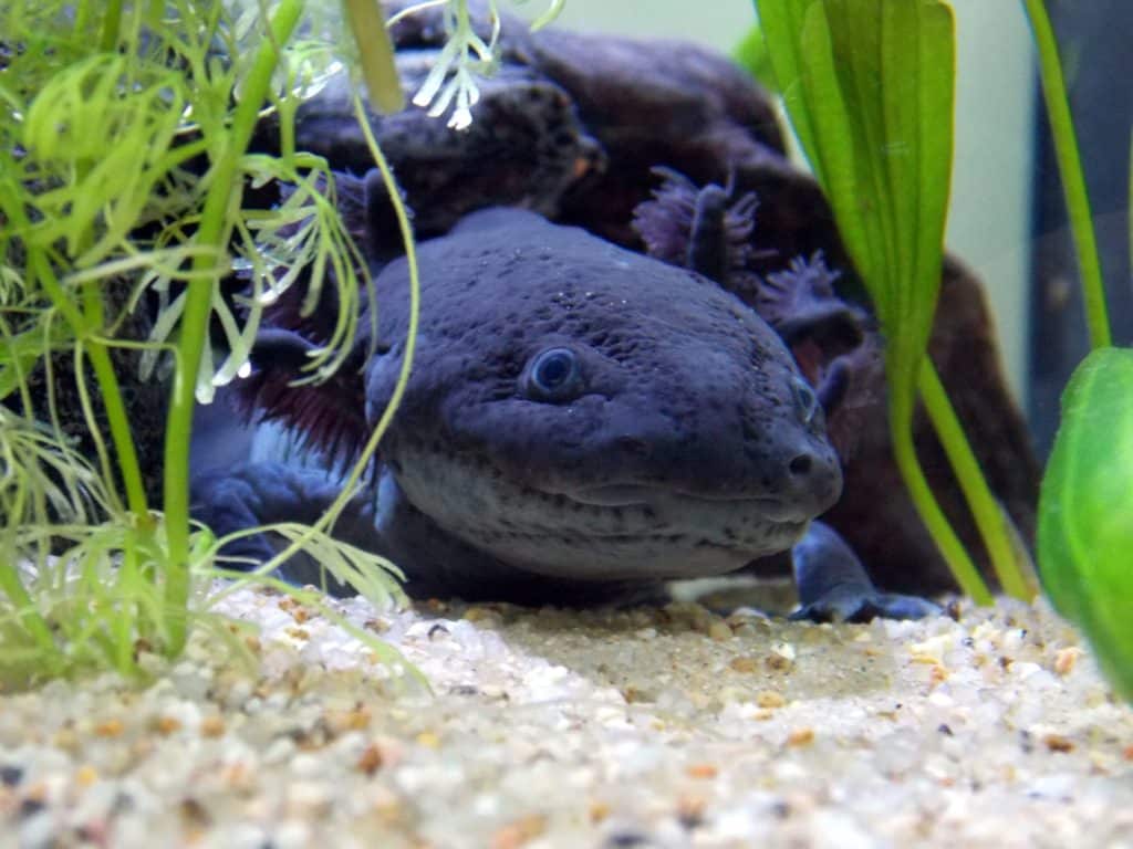 Pouvoir de régénération de l'axolotl