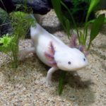 Axolotl, la salamandre mexicaine