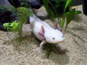 Axolotl, la salamandre mexicaine