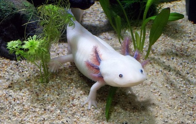Axolotl, la salamandre mexicaine