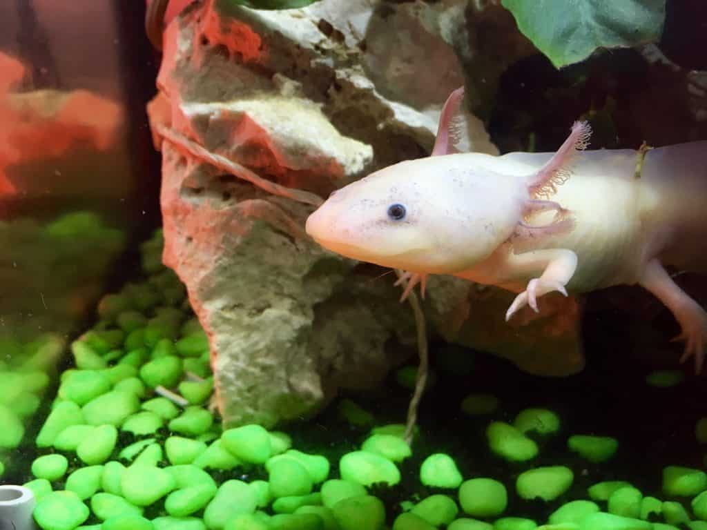 Durée de vie d'un axolotl