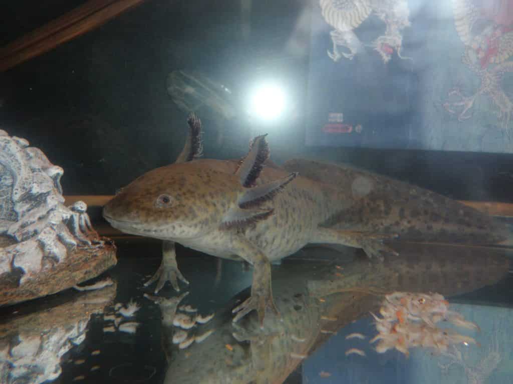 Taille adulte d'un axolotl